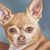 Privately commissioned drawing of two beloved chihuahuas.