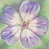 'Rozanne' Geranium - card design 