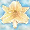 Yellow Daylily - card design